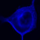 cell-surface staining of