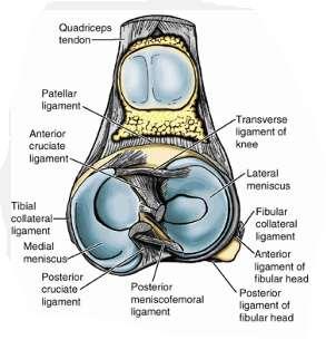 The Lateral meniscus Almost circular in shape Medial part of the popliteus tendon attaches to the posterior limb of the lateral meniscus More mobile than the medial