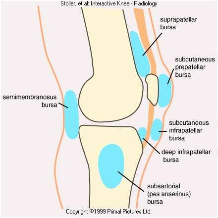 Bursae around the knee joint Suprapatellar bursa deep to quads communicates with