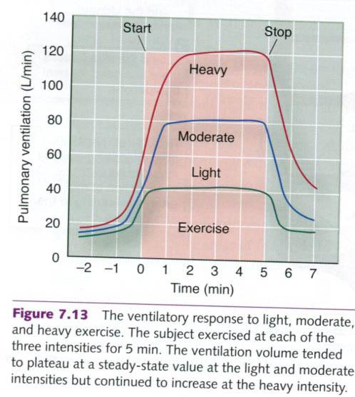 20. Why does the breathing rate increase when you exercise?