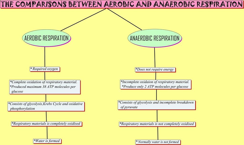 22. What is the difference between anaerobic and aerobic respiration? 23.