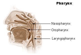 The Pharynx Commonly referred to as the throat Passageway and connection between the nasal and oral