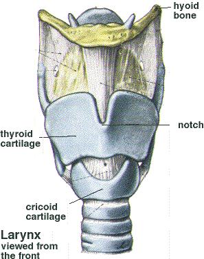 The Larynx The voicebox Cartilaginous structure