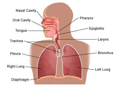 Adam s apple thyroid cartilage Vocal cords mucosal
