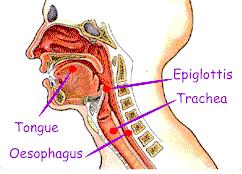 Swallowing of food The larynx moves up against the epiglottis Epiglottis a flap of