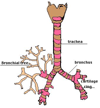 The Bronchial Tree The trachea divides into R and L primary bronchi The primary bronchi branch into secondary bronchi The