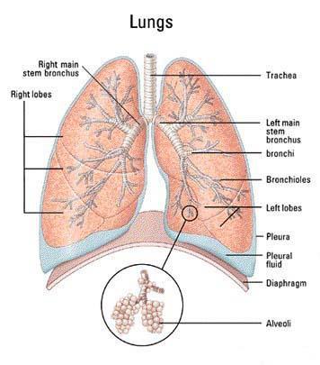 The Lungs Paired organs inside the ribcage Each lung is inside its own pleural cavity Each lung is surrounded by visceral and