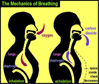 Overview of Breathing Inspiration Breathing in Also called inhalation Air is conducted into