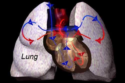 Pulmonary Circulation RV Pulm. A.