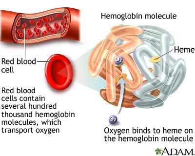 Hemoglobin Protein involved
