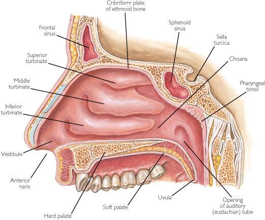 The Nasal Cavity mucous membrane warms and moistens inhaled the air Cools