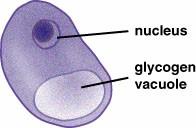 glycogen vacuole  -