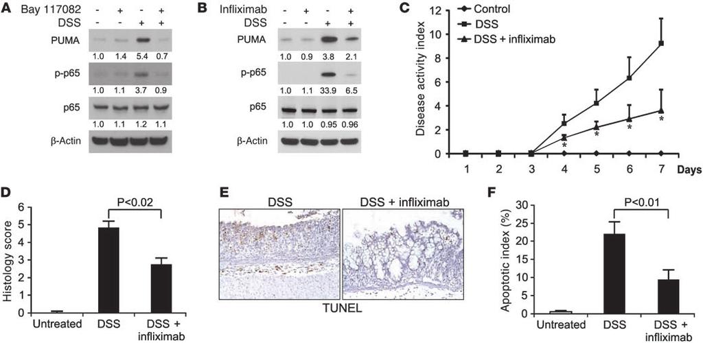 Figure 7 Effects of TNF inhibition on DSS-induced PUMA expression and colitis. (A) WT mice were treated with 5% DSS, alone or in combination with 8 mg/kg of the NF-κB inhibitor Bay 117082.