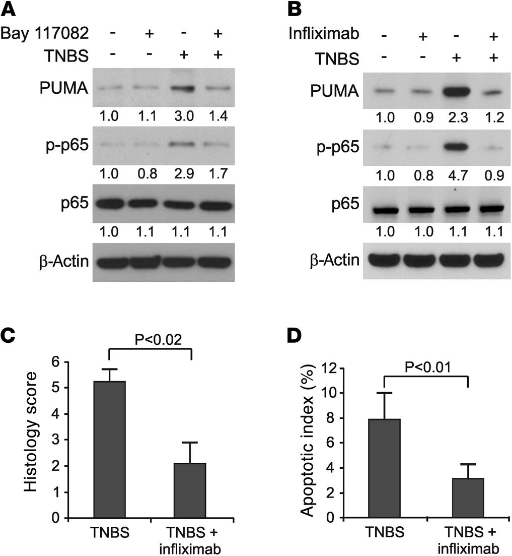 Figure 8 Effects of TNF inhibition on TNBS-induced PUMA expression and colitis.