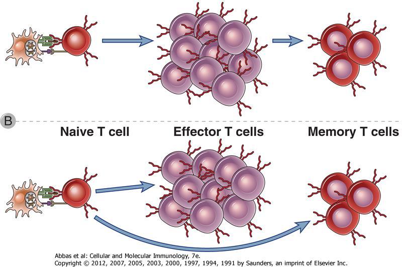 Development of memory T cells A.