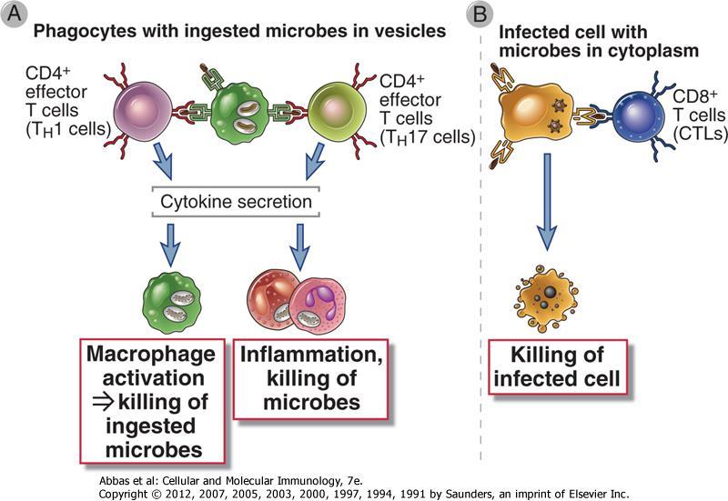 Types of T Cell-mediated Immune
