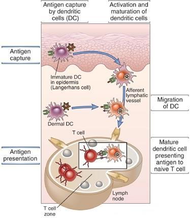 Dendritic cells in