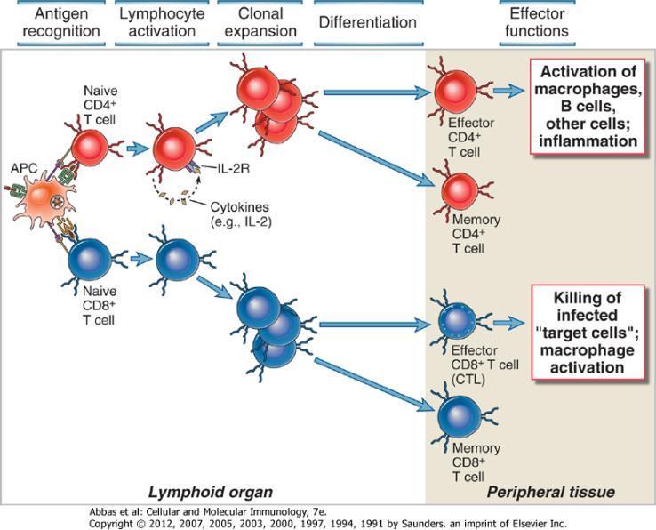 Phases of T cell responses APC = antigen-presenting