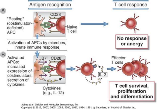Recognition of antigen and functions of