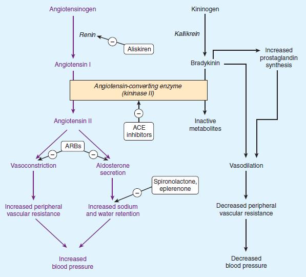 Sites of action of drugs that interfere with the reninangiotensin-aldosterone