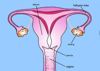 Menstruation This video explains what happens during