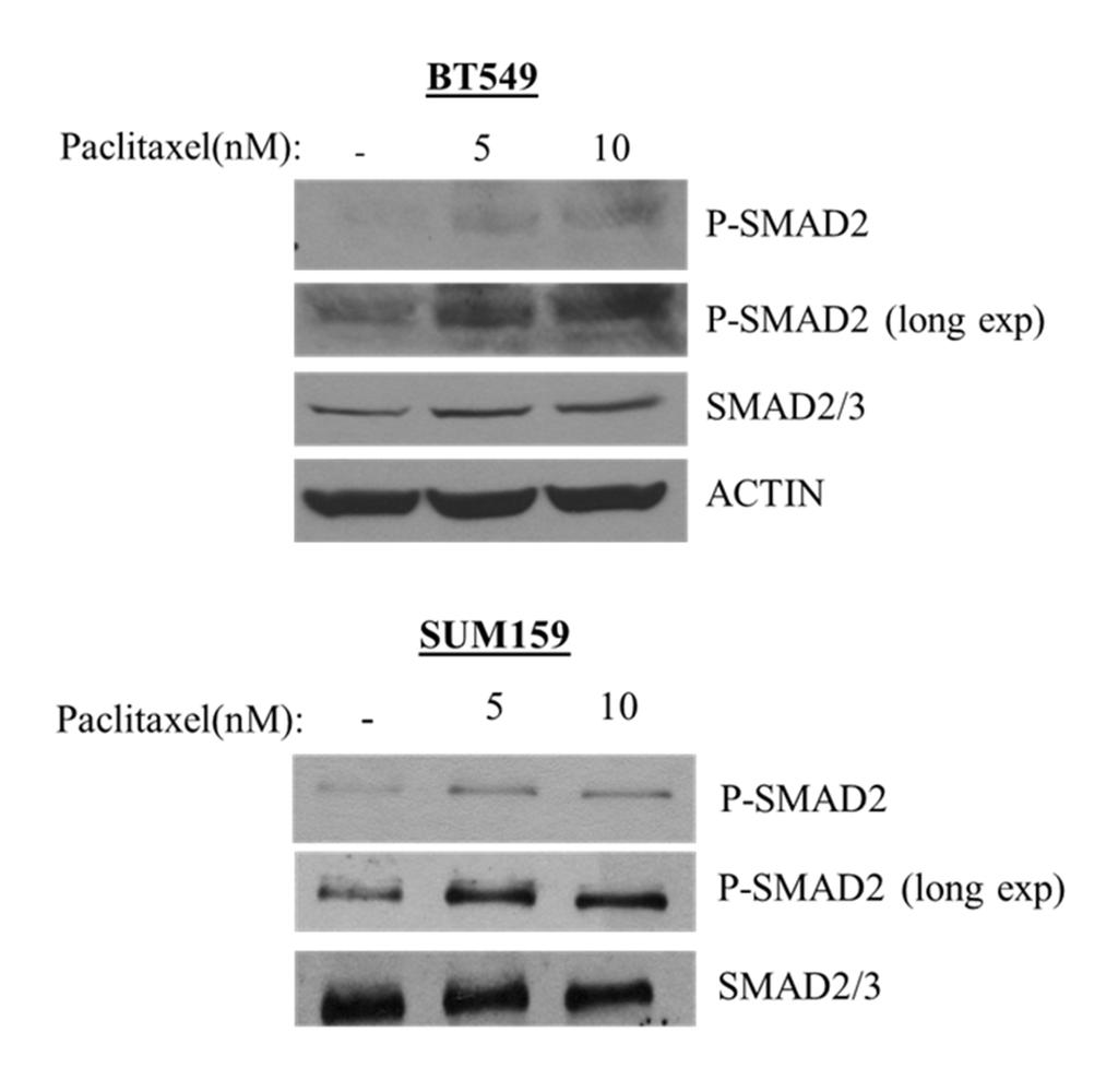 Supplemental Figure 5. SMAD2 phosphorylation is sustained following paclitaxel treatment.