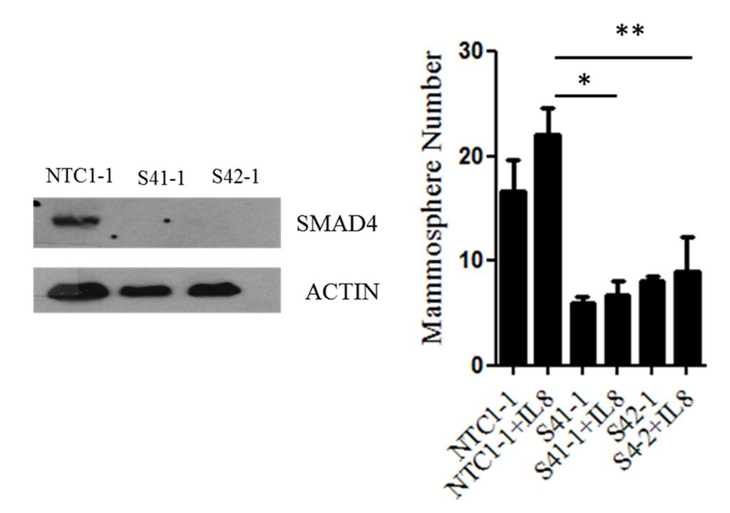 Supplemental Figure 8. Exogenous IL-8 modestly rescues decreased mammosphere growth in SMAD4 shrna-expressing cells.
