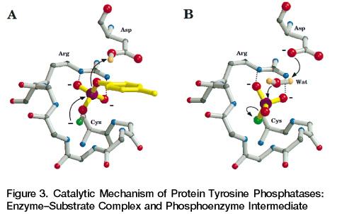 3. phospho-enzyme intermediate Cys-S-PO 4 a. vanadate mimics the transition state of phosphate b.