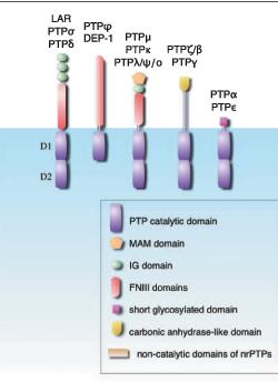 B. Families of Tyr Phosphatases (PTPs) 1.Transmembrane PTPs - the prototype CD-45 a. common features (most) 1. single TM helix to span membrane 2.