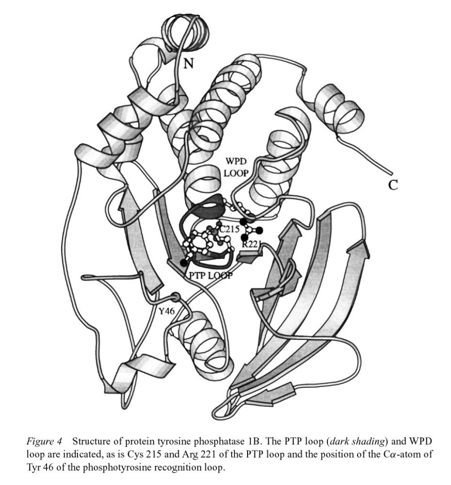 SHP2 phosphatase regulated by P-Tyr binding: either intrasteric
