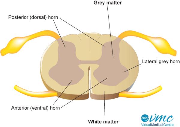 Nerves of the posterior abdominal wall The spinal cord gives off spinal nerves between the vertebrae. In the abdomen, through the lumbar vertebrae, there are 5 lumbar spinal nerves on each side.
