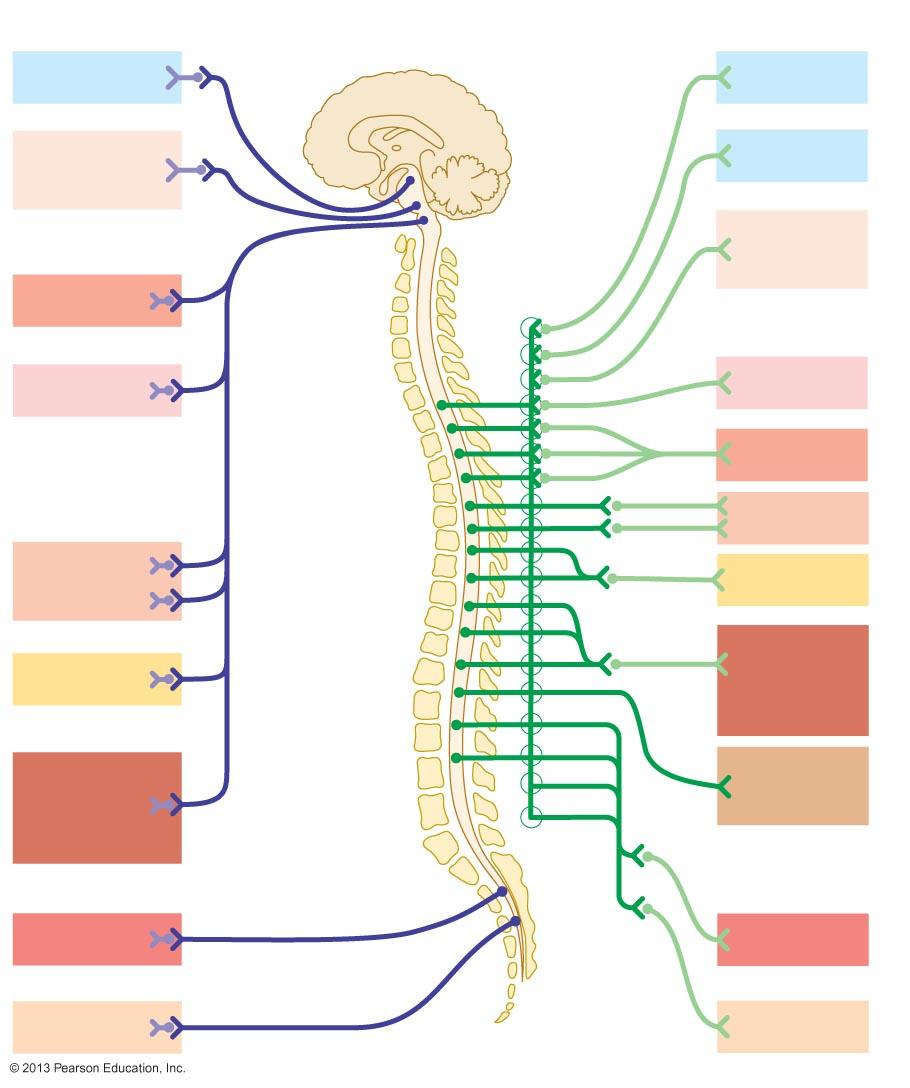 Position of ganglia differs Parasympathetic : close to target organ Sympathetic close to spinal cord