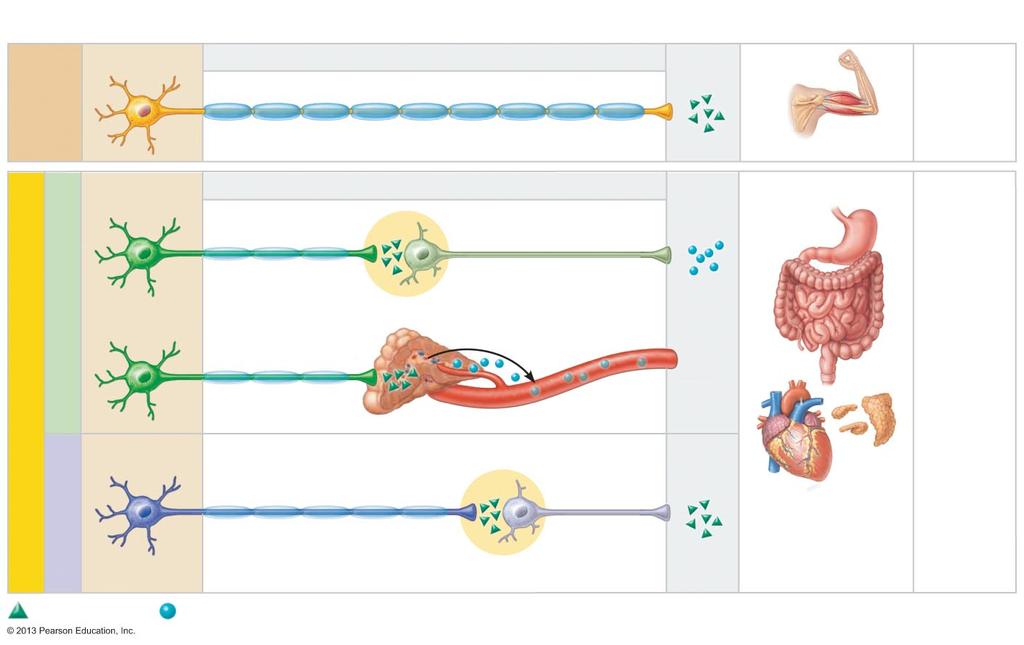Figure 14.2 Comparison of motor neurons in the somatic and autonomic nervous systems.
