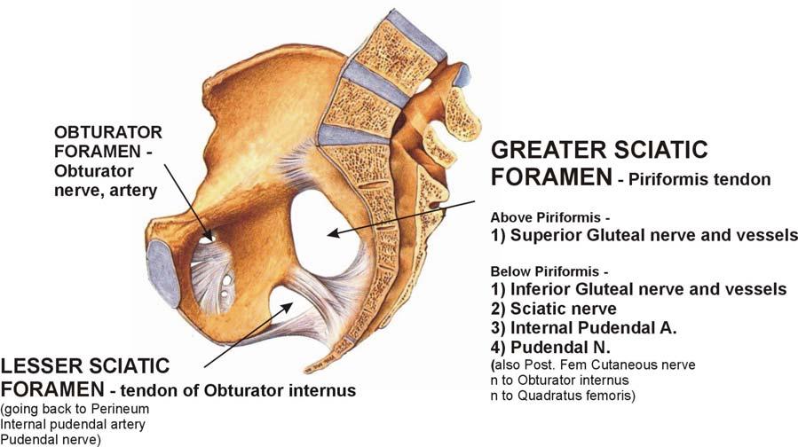 However, the ligaments are really deep in a medial view of a bisected pelvis (diagram at right).