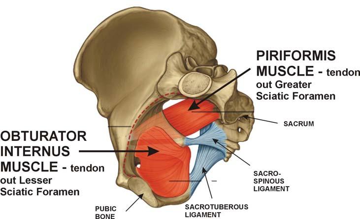 Two important muscles have tendons that leave by the foramina. The Piriformis leaves by the Greater Sciatic Foramen. The Obturator Internus tendon leaves via the Lesser Sciatic Foramen.