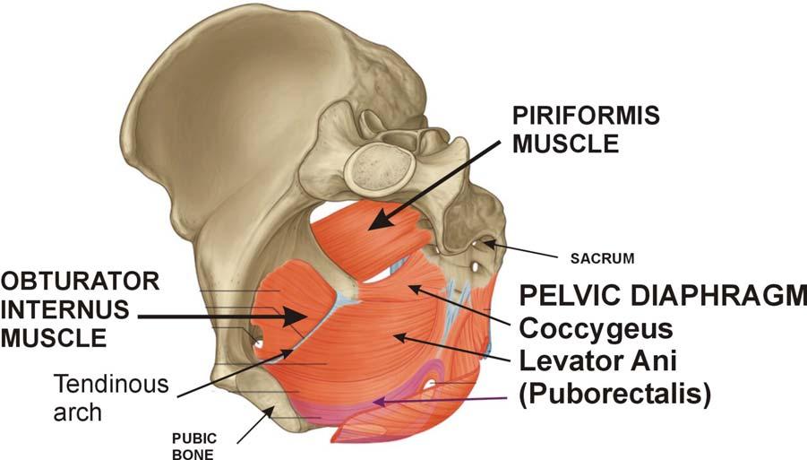 The Levator ani attaches anteriorly to the pubic bone, to a tendinous arch (inscription) on the inner side of the Obturator Internus muscle and posteriorly the to ischial spine.