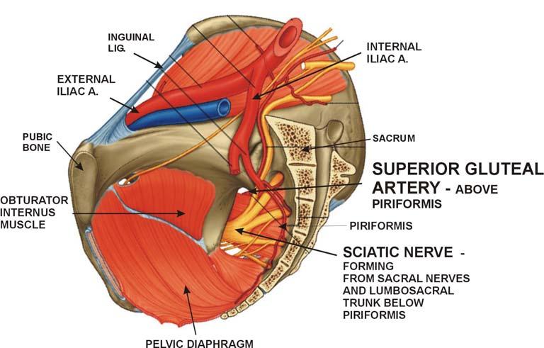 These structures are deep in dissected specimens but you can get orientation from the arteries and nerves. The diagram below is now a strictly sagittal view. Look first for the pubic bone and sacrum.