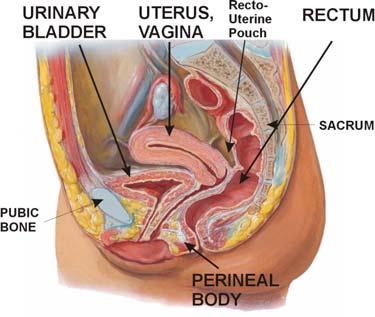 You can identify the level of the Inguinal ligament (and potentially structures entering the Inguinal canal) by following the External Iliac.