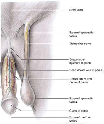 The body of the penis Body of penis is supported by two ligaments: The suspensory ligament of penis (attached superiorly to the pubic symphysis) The fundiform ligament