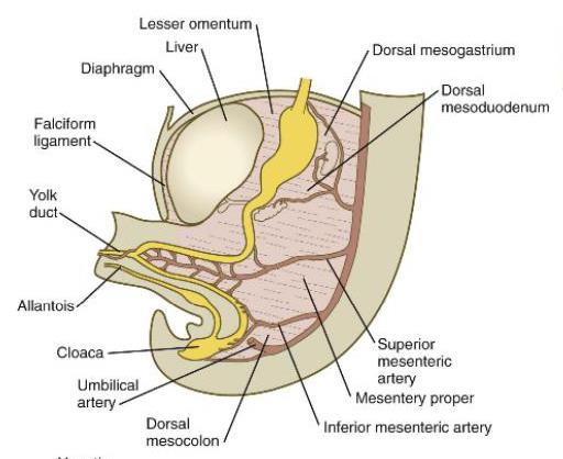 The midgut forms the primary intestinal loop which gives rise to: - the duodenum (distal to the entrance of