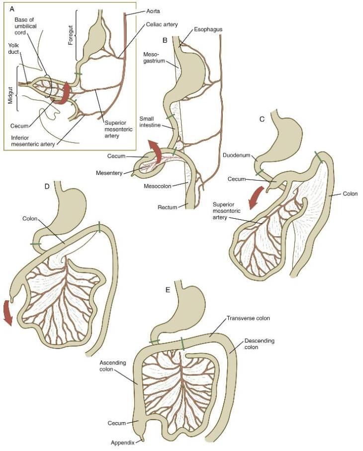 ROTATION OF THE MIDGUT The primary intestinal loop rotates around an axis formed by superior mesenteric artery.