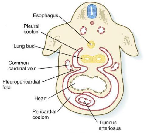 The pericardioperitoneal canals the spaces for the lungs growth lie on each side of the foregut.