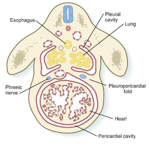 Ultimately the pleuroperitoneal folds separate the pericardioperitoneal canals from the peritoneal cavity and the pleuropericardial