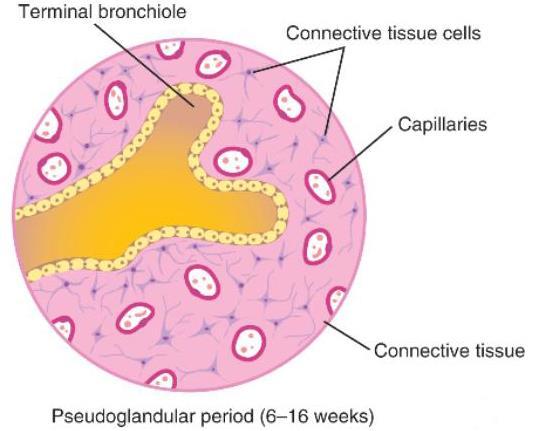 Pseudoglandular period (5-16 weeks) - branching has continued to form