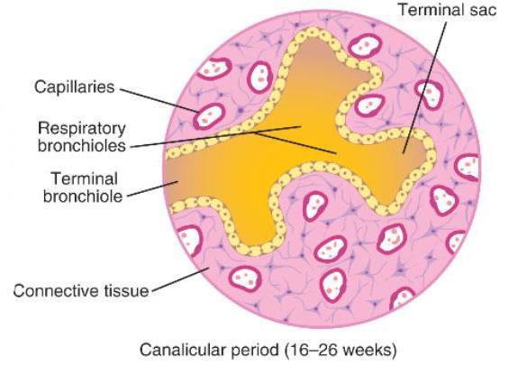 Canalicular period (16-26 weeks) - each terminal bronchiole divides into 2 or more respiratory