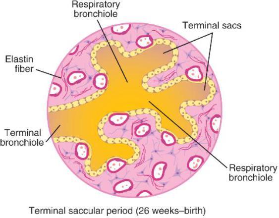 Terminal sac period (26 weeks to birth) - terminal sacs