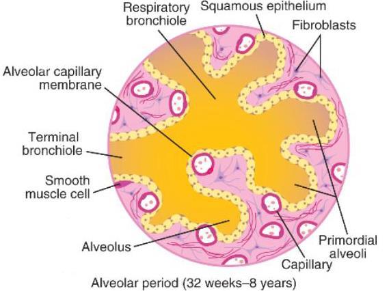 Alveolar period (8 months to childhood) - mature