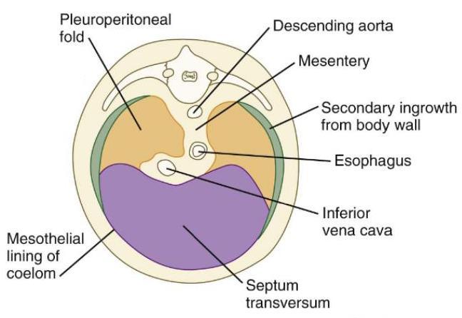 The diaphragm develops from four components: - septum transversum (central tendon) -