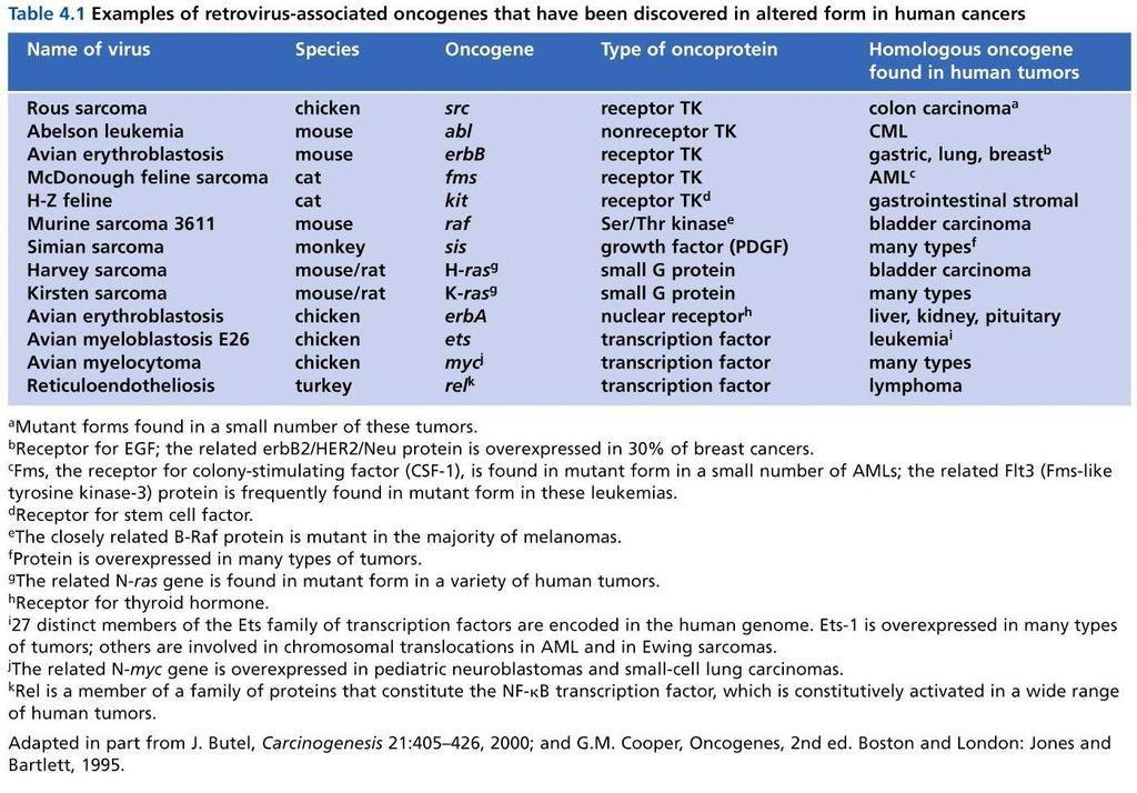 Amplification of proto-oncogenes in cancer Myc: promyelocytic leukemia line HL60 N-Myc: neuroblastoma ErbB (EGFR): stomach,