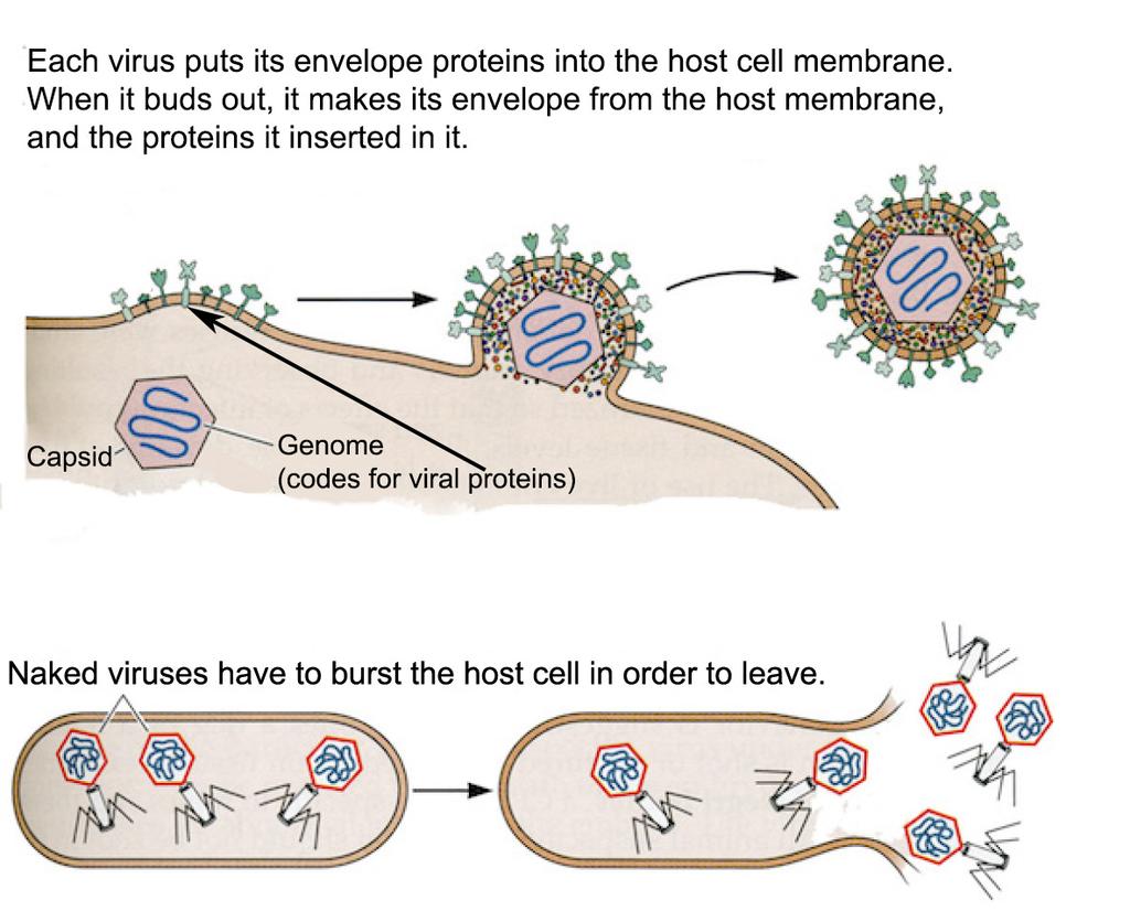 Budding the process in which viruses leave the host cells by exiting its surface by wrapping their capsids in the host cell membrane.